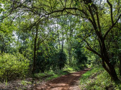 Karura Forest