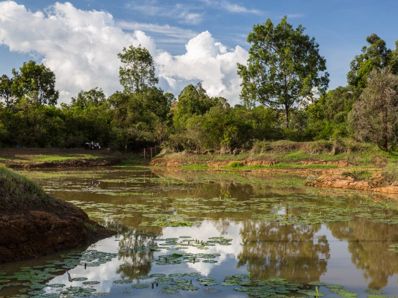 Karura Forest