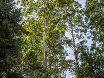 Karura Forest