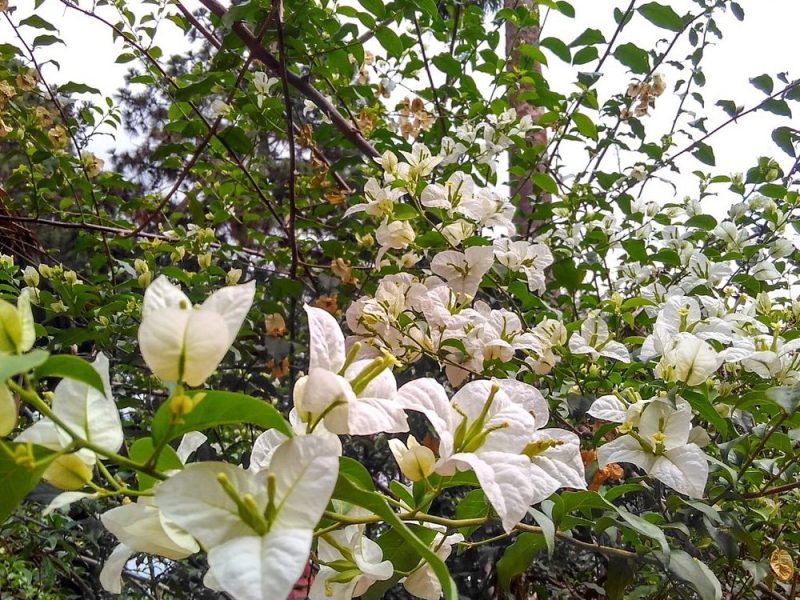 The Nairobi Arboretum