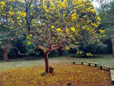 The Nairobi Arboretum