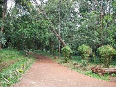 The Nairobi Arboretum