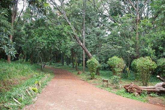 The Nairobi Arboretum