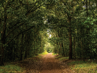 Karura Forest