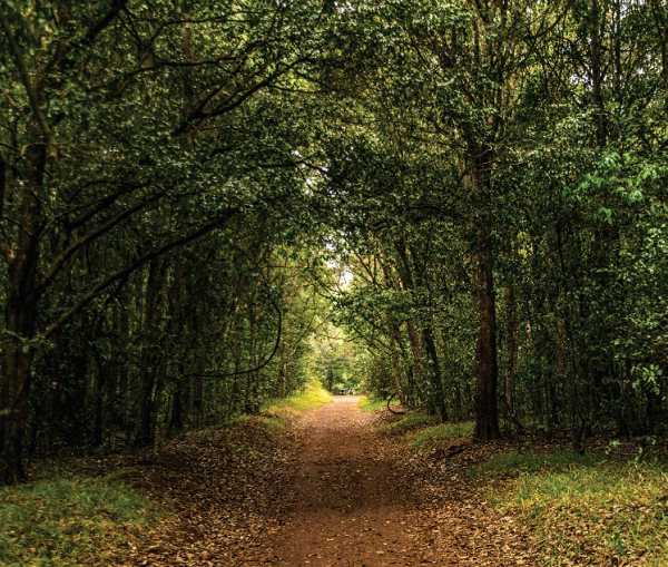 Karura Forest