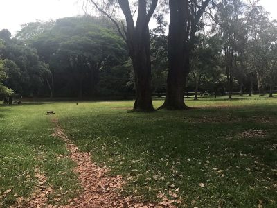 The Nairobi Arboretum