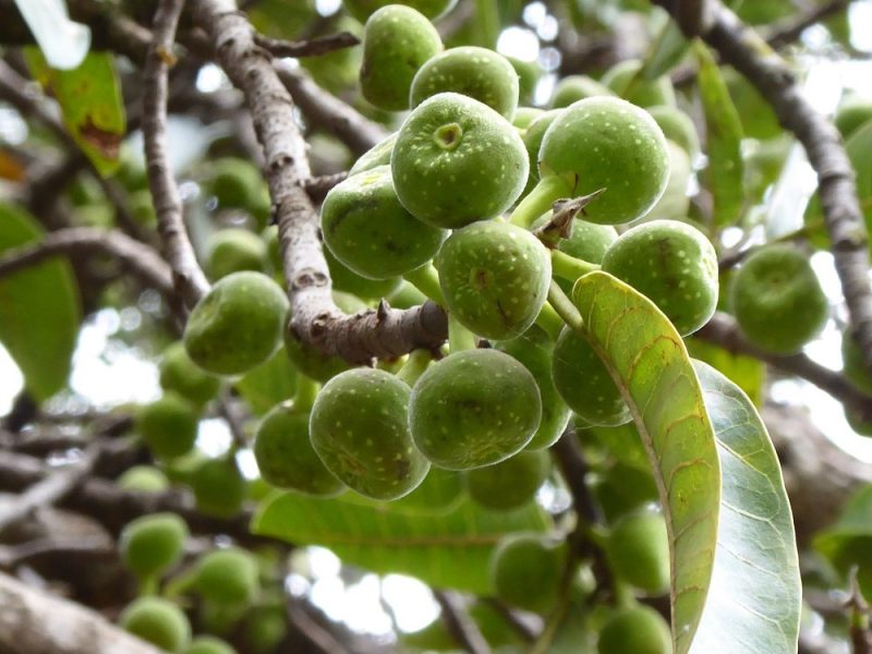 The Nairobi Arboretum