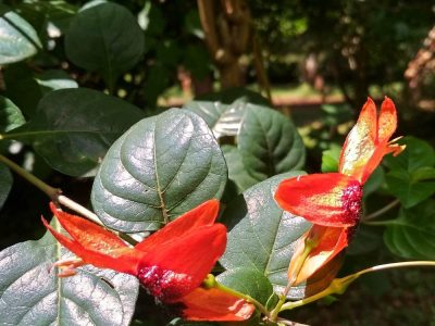 The Nairobi Arboretum