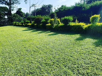 Green Nest Gardens