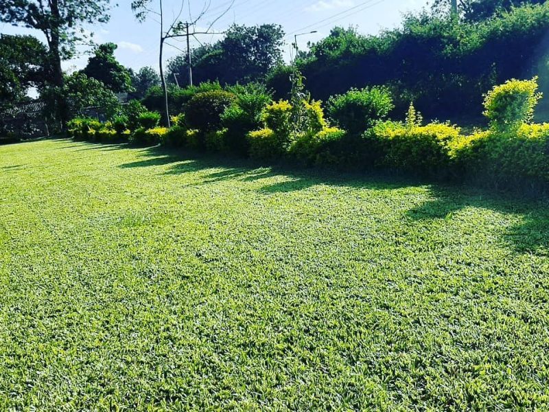 Green Nest Gardens