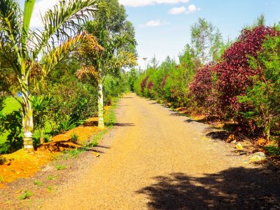 Lemook Gardens