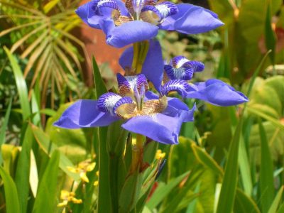 Natare Gardens