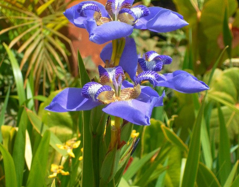 Natare Gardens