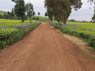 Camellia Gardens Limuru