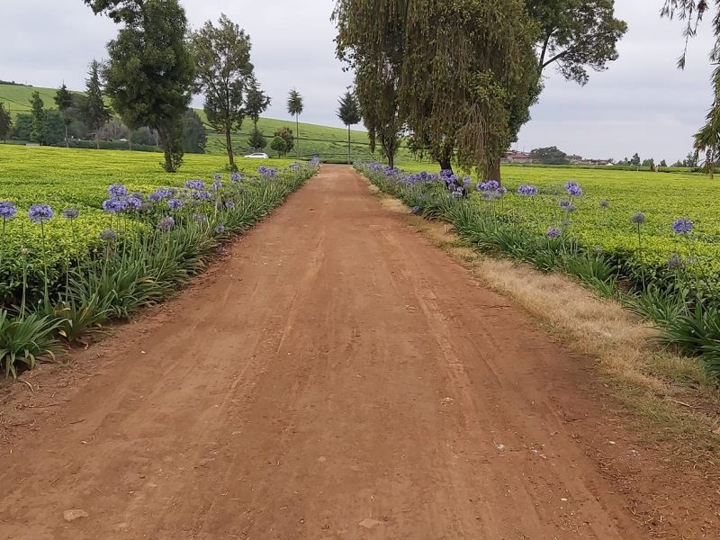 Camellia Gardens Limuru