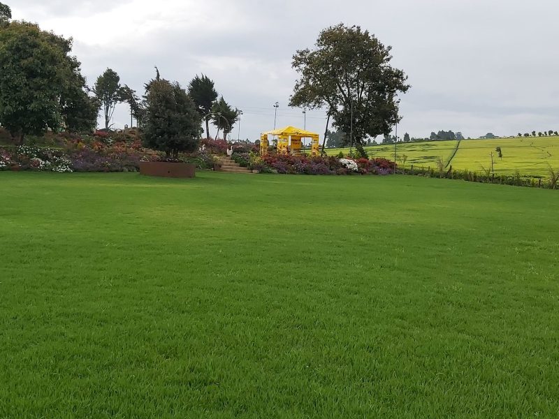 Camellia Gardens Limuru