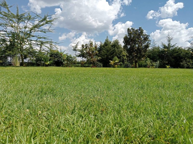 Lemook Gardens