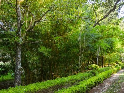 Monarch Garden Eldoret