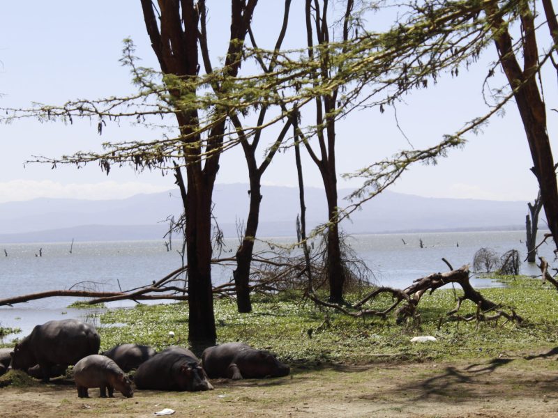 Lake Naivasha Resort