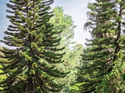 Ridgeways Pine Creek Gardens