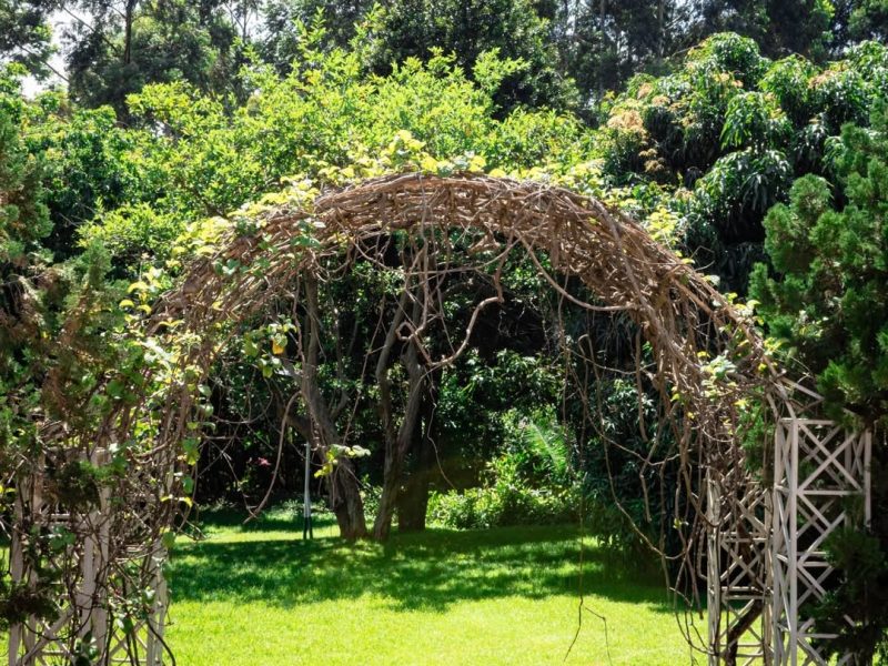 Ridgeways Pine Creek Gardens