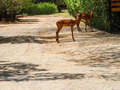 The Lukenya Getaway